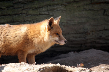 Fuchs