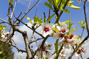 Albero di mandorlo in fiore