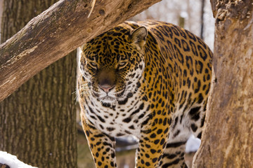 Jaguar (Panthera onca)