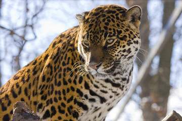 Jaguar (Panthera onca)