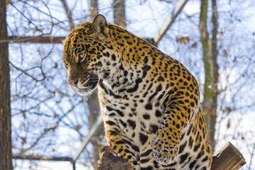Jaguar (Panthera onca)