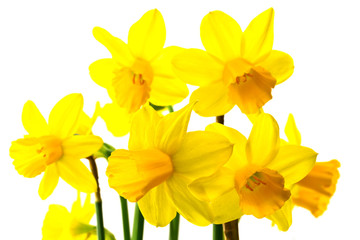 Daffodil flowers isolated on white