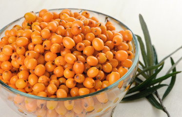 Sea buckthorn. Shallow deep field