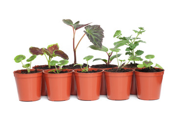 Seedlings in Plastic Pots