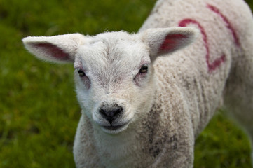 Friendly Lamb