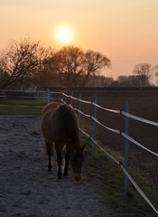 Naklejka premium Pferd in der Dämmerung