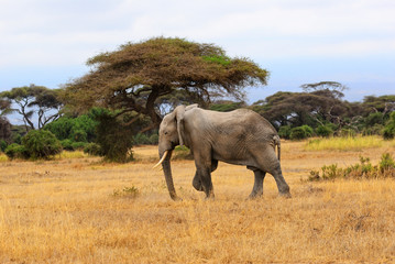 African elephant