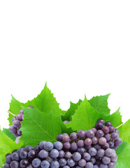 Bunch of fresh grapes