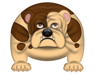 English Bull Dog Isolated on White