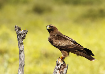 Aguila Calzada