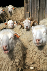 Fototapeta premium Herd of sheep resting
