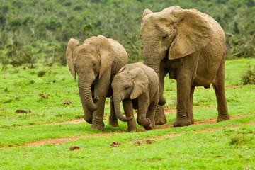 elephant family walking towards a water hole