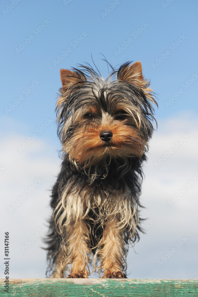 Sticker chiot yorkshire terrier