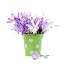 Crocus flowers in green bucket