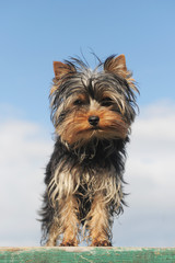 chiot yorkshire terrier
