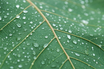 Water Drops on Green Leaf