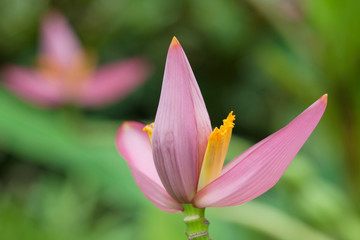 Fototapeta premium Banana flower