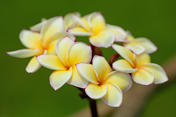 Obraz premium Plumeria flowers