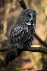 chouette lapone perchée