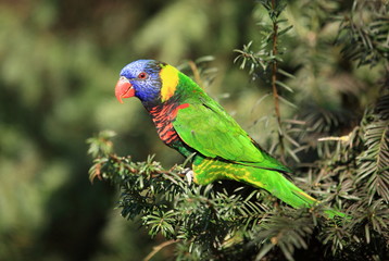 lori à nuque verte