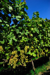 Fototapeta na wymiar vineyard, grape, field, agriculture, vine