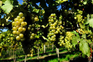 Fototapeta premium vineyard, grape, field, agriculture, vine