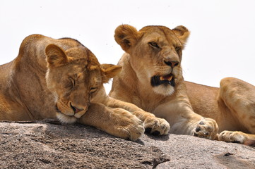 lionnes