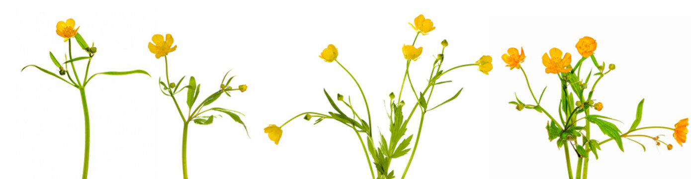 Set Of Buttercup Flowers