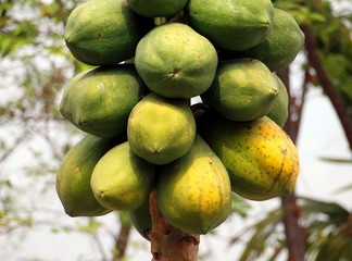 Papaya Tree