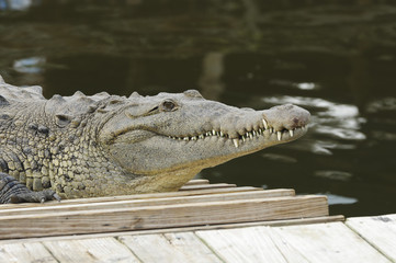 Nile Crocodile