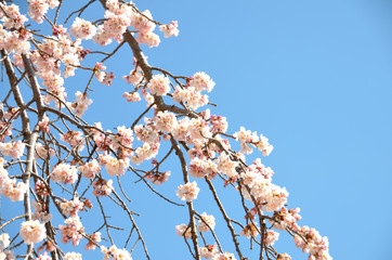 しだれ桜