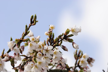 japanische maienkirsche 55