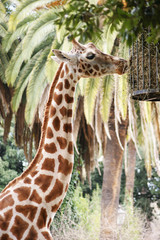 Giraffe eating