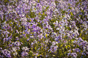 Naklejka premium Lila Blüten