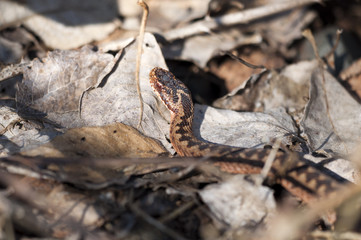 Kreuzotter - vipera-berus