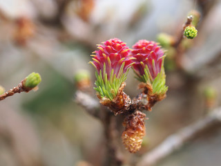 Fototapeta premium Frische Bonsaitriebe