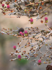 Frische Bonsaitriebe