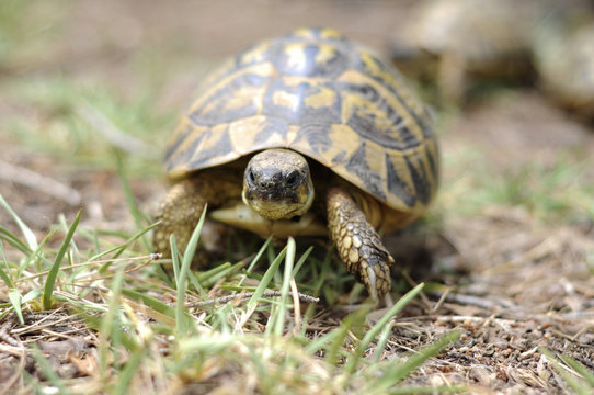 A tortoise walking through some tall grass