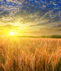 Obraz premium wheat field at the sunset