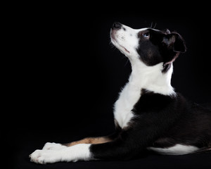 Border Collie Puppy on Black Background Looking up