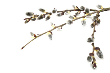 willow catkins