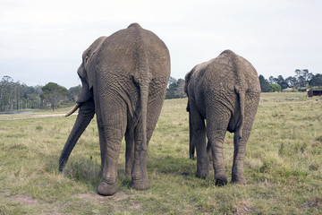 Fototapeta na wymiar Back of two elephants