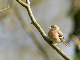 Fringilla coelebs (m) - Pinson des arbres - Common Chaffinch