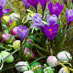 Easter eggs in grass between spring crocus