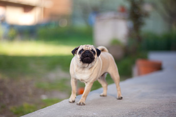 pug