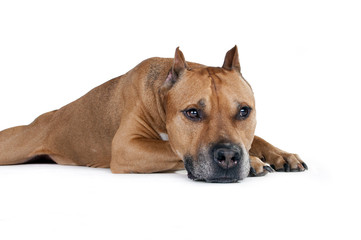 American Staffordshire Terrier