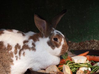Stallhase beim fressen