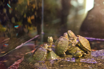 turtles