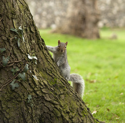 Squirrel on a Tree