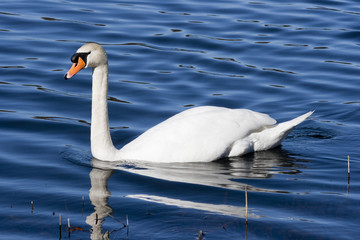 White Mute Swan